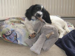 Tegid - English Springer Spaniel