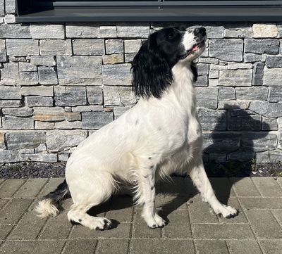 Gin - English Springer Spaniel