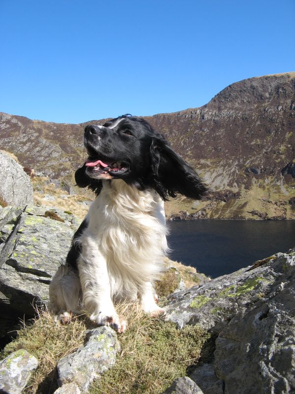 Tegid - English Springer Spaniel